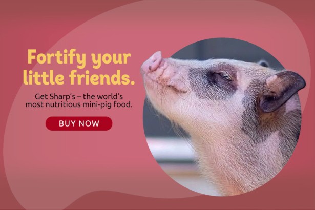 Digital Display advertising for Sharp's Pig & Pet