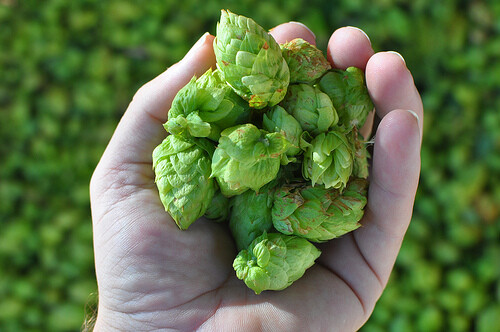 fresh hops brew pub branding and marketing